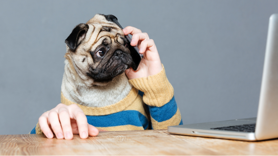 joindre-notre-equipe-veterinaire-ste-anne-des-plaines-1.png