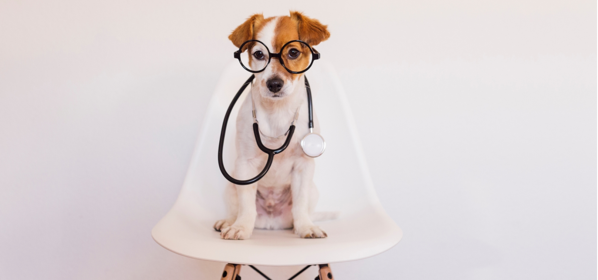 joindre-notre-equipe-veterinaire-ste-anne-des-plaines.png