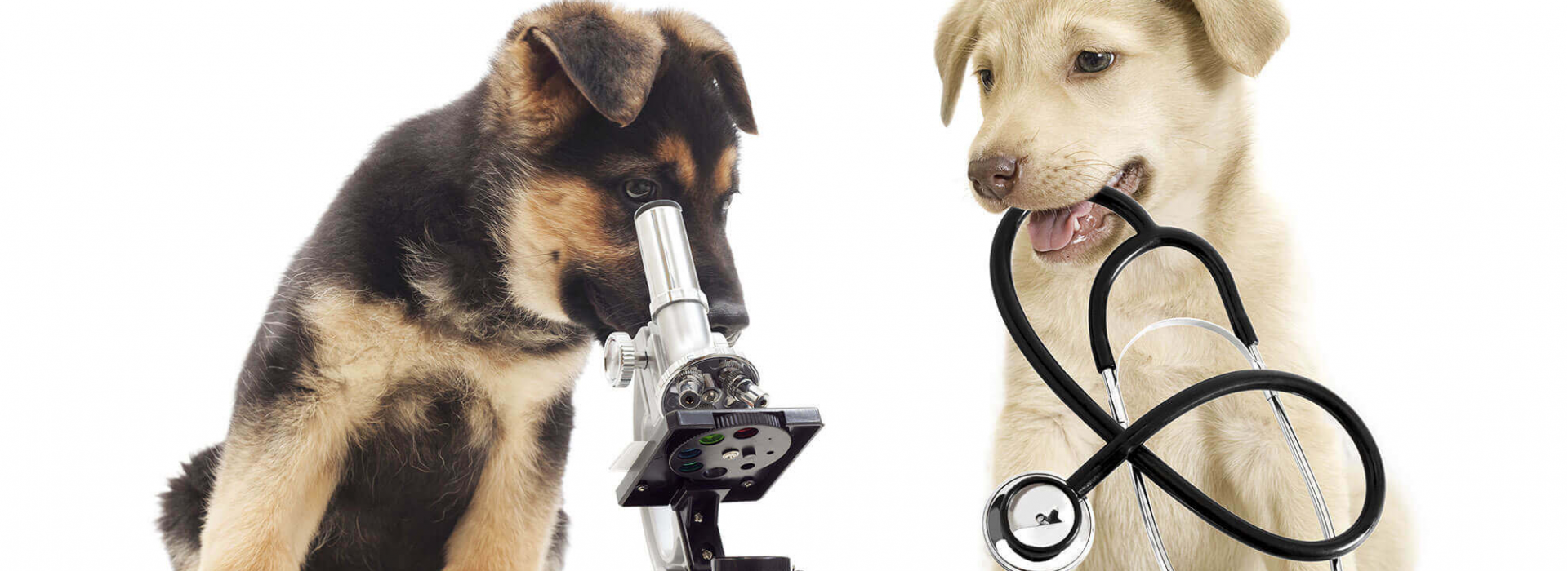 medecine-generale-clinique-veterinaire-ste-anne-des-plaines-1.png