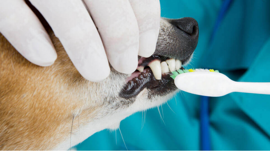 medecine-generale-clinique-veterinaire-ste-anne-des-plaines-2.png