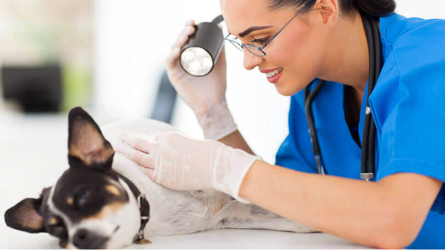 medecine-generale-clinique-veterinaire-ste-anne-des-plaines-3.png