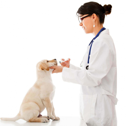 prevention-clinique-veterinaire-ste-anne-des-plaines-1.png