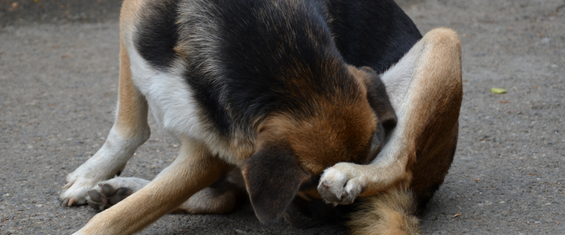 vidange-des-glandes-anales---clinique-veterinaire-ste-anne-des-plaines.png