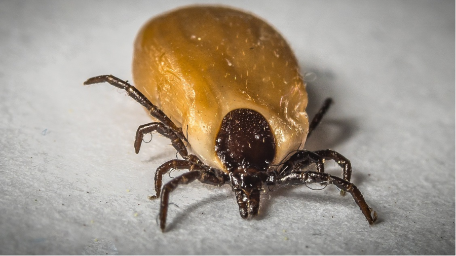 TIQUES ET MALADIE DE LYME 