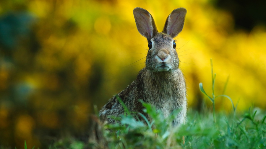 MALADIE HÉMORRAGIQUE DU LAPIN