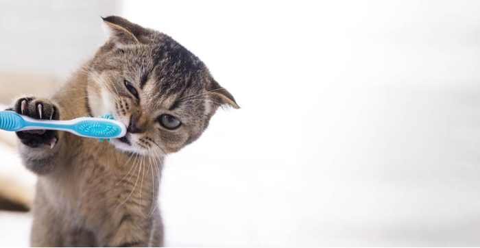 Clinique Vétérinaire de Ste-Anne-des-Plaines, La santé et le bien être de votre animal est notre priorité!